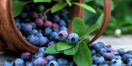 Ինչո՞վ է հապալասն օգտակար օրգանիզմի համար